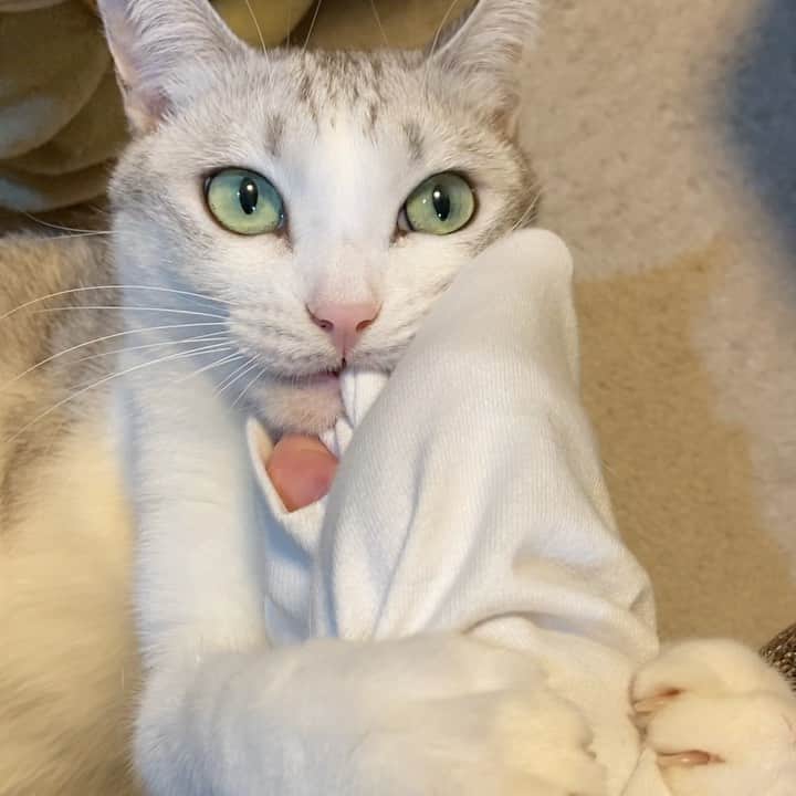 つるちゃんのインスタグラム：「離さないにゃ✊✊ She is holding my hand 🤚  . #猫 #ねこ #にゃんこ #美猫 #ねこ部 #ふわもこ部 #ねこすたぐらむ #ペコねこ部 #猫好きさんと繋がりたい #にゃんすたぐらむ #cat #neko #instacat #catstagram #instagramcats  #catsconnect #meowbox #picneko #bestmeow #catsofinstagram #meowed #rakutenpet」