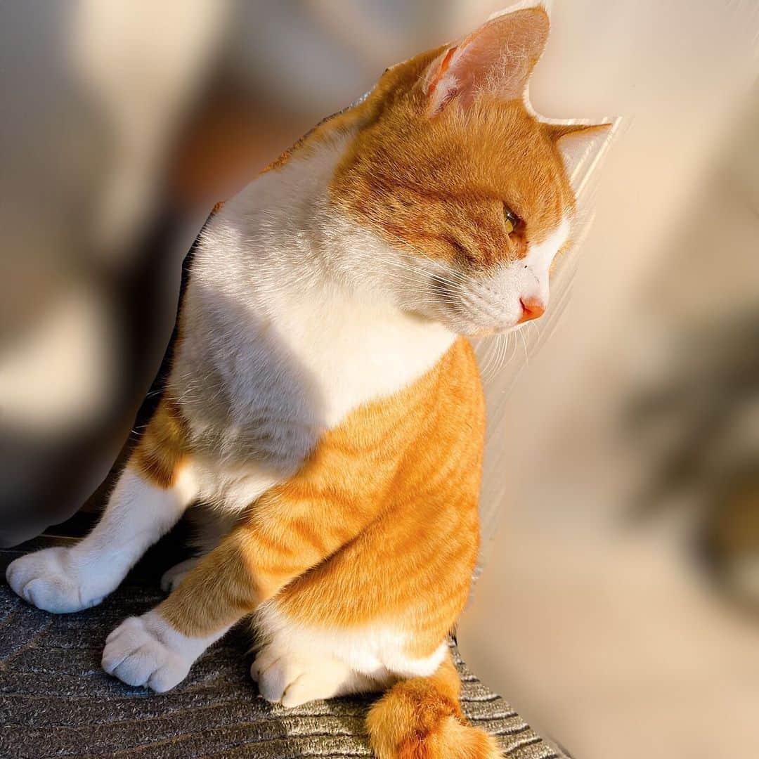 中野みやびのインスタグラム：「友達が撮ってくれた🐈  #🐈 #猫 #ねこすたぐらむ #ねと #かわいい #cute #可愛い #猫スタグラム #ネコ #ねこ #love #チャトラ #茶トラ #pet #ペット #中野みやび #みやび」