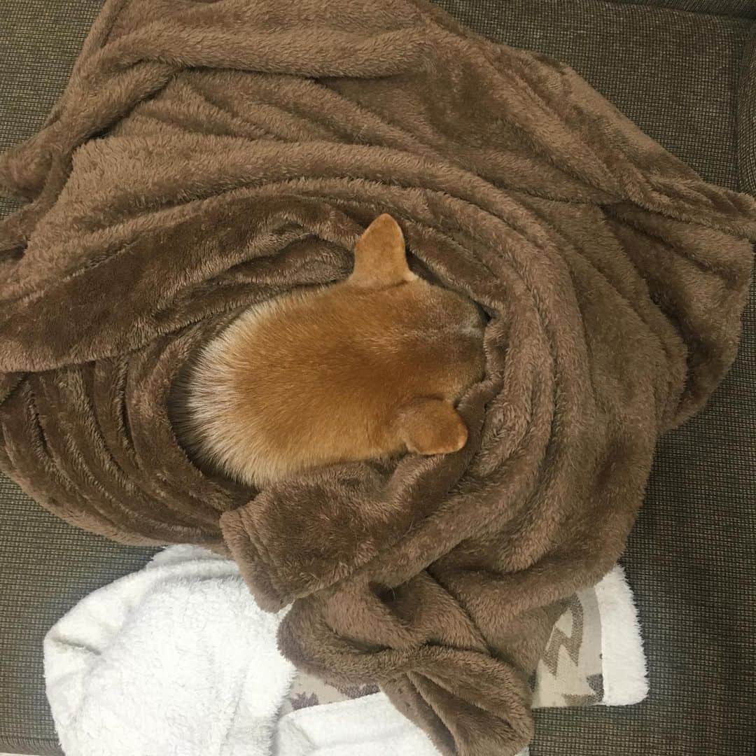 HALFBYのインスタグラム：「たくさんのお祝いメッセージありがとうございます🐕 11歳食べて遊んで寝て元気です！」