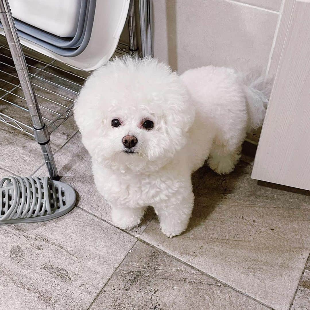 スヒョンのインスタグラム：「♥ 화장실에 오래 있으면 문 열고 찾아오는 강아지가 있다❔🐶🤍 #𝑱𝒂𝒏𝒈𝒔𝒖𝒉𝒚𝒖𝒏_장숑 #장숑」
