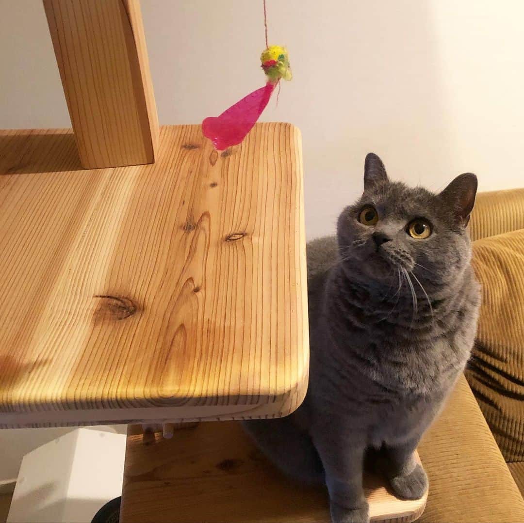 のインスタグラム：「とうとうタブがキャットタワーに登った〜(まだ2合目)🗻とりあえず嬉しいので見ていってください😁🤲. ボロボロカシャブンで一生懸命釣ってます。ここでくつろぐのは次のお誕生日くらいかなぁ…4枚目しっぽ隠してビビりすぎのタブ笑笑🤣 . . #にこたぶの誕生日プレゼント #にこタブは春生まれ #お気に入りのキャットタワー (人間が) .  #britishshorthair #bsh #britishshorthairsmile  #cat #bluecat #catstagram #catsofworld #catsofinstagram #cats_of_instagram  #world_kawaii_cat #instagramcat #catlover #birdgram #budgie  #ブリティッシュショートヘア #ブリショー #ねこ部 #ペコねこ部 #みんねこ#にゃんすたぐらむ #猫山商事 #ブリ商会 #多頭飼い #インコスタグラム #羽衣インコ #猫とインコ  #PETomorrow」