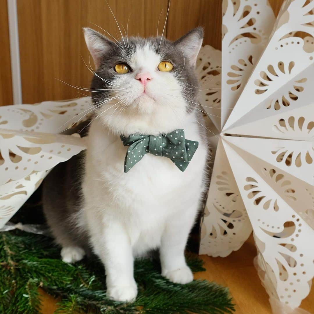 catinberlinさんのインスタグラム写真 - (catinberlinInstagram)「Have you started decorating? 🤍🎄www.catinberlin.com」12月7日 22時21分 - catinberlin