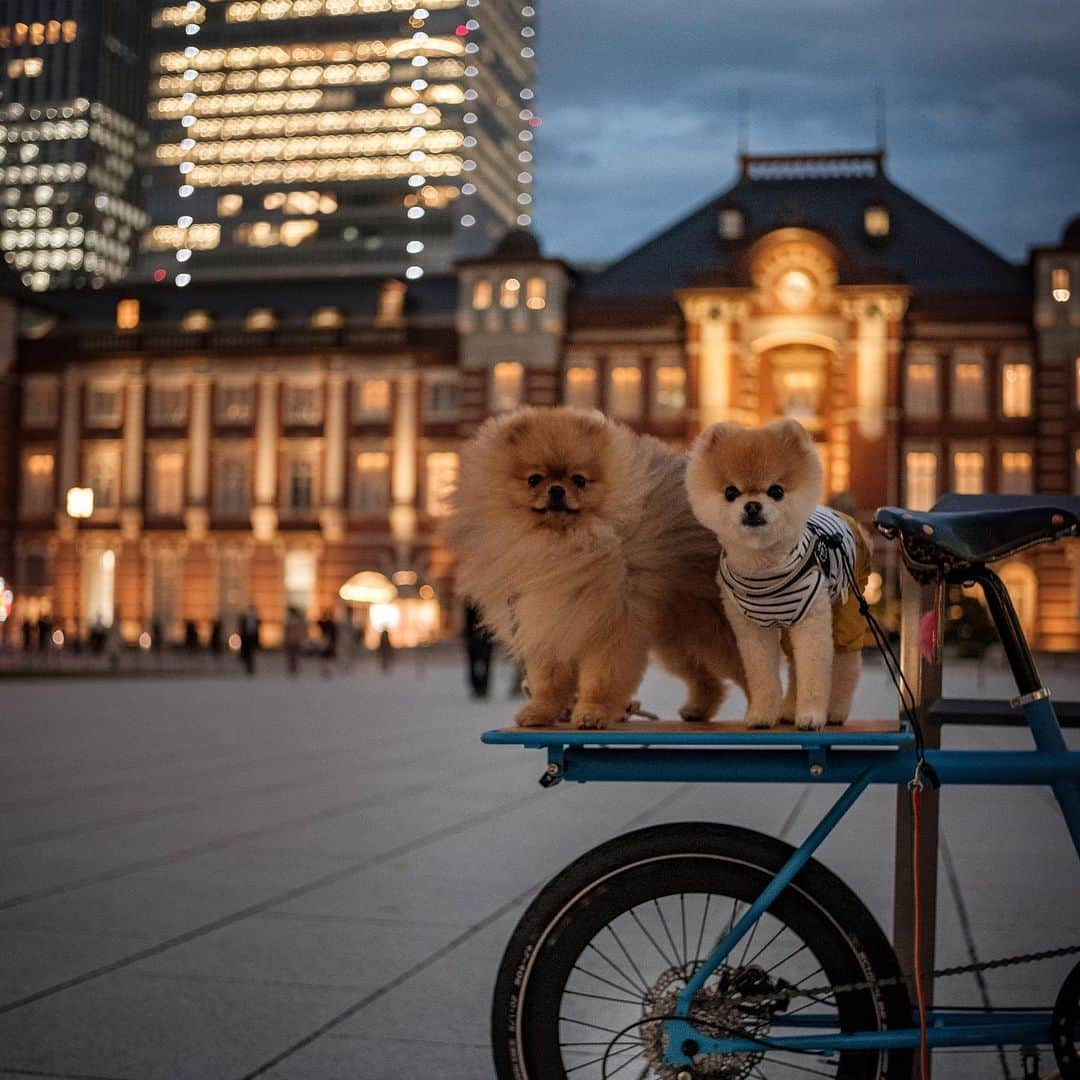 ポテチンさんのインスタグラム写真 - (ポテチンInstagram)「ポテロックの自転車旅(20 Nov.) #pomwrestling  8,9,10 photos & movie by @little2poms」12月7日 22時15分 - pom.potechin