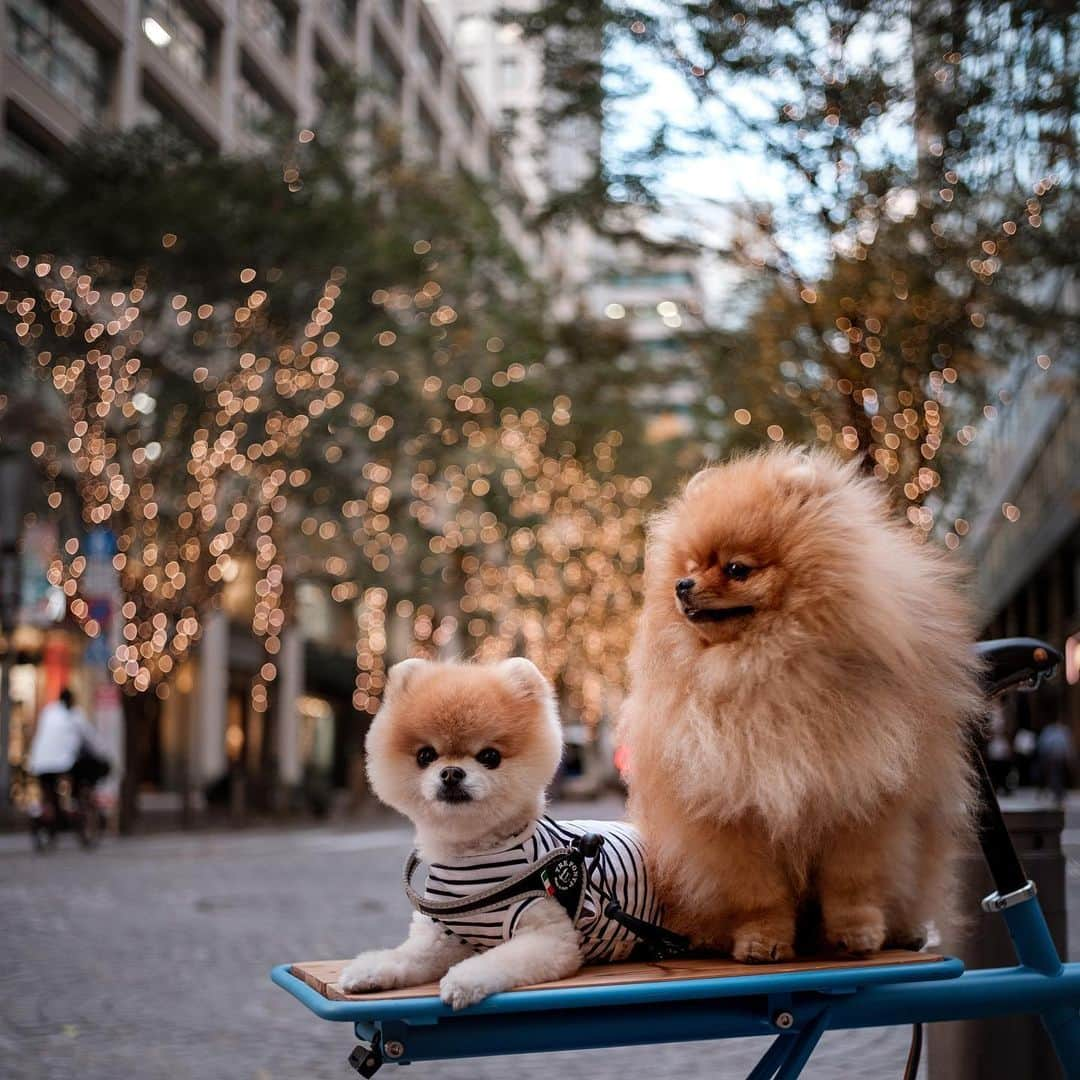 ポテチンさんのインスタグラム写真 - (ポテチンInstagram)「ポテロックの自転車旅(20 Nov.) #pomwrestling  8,9,10 photos & movie by @little2poms」12月7日 22時15分 - pom.potechin