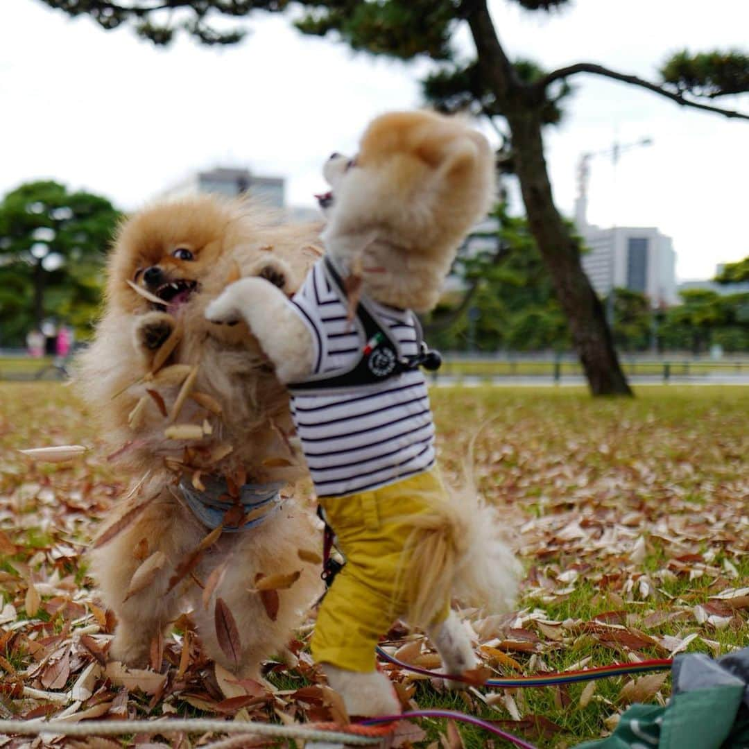 ポテチンさんのインスタグラム写真 - (ポテチンInstagram)「ポテロックの自転車旅(20 Nov.) #pomwrestling  8,9,10 photos & movie by @little2poms」12月7日 22時15分 - pom.potechin