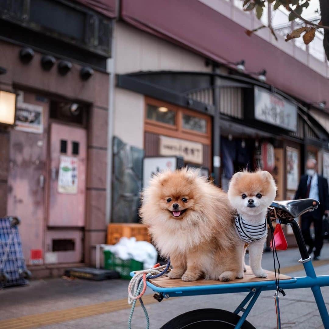 ポテチンさんのインスタグラム写真 - (ポテチンInstagram)「ポテロックの自転車旅(20 Nov.) #pomwrestling  8,9,10 photos & movie by @little2poms」12月7日 22時15分 - pom.potechin