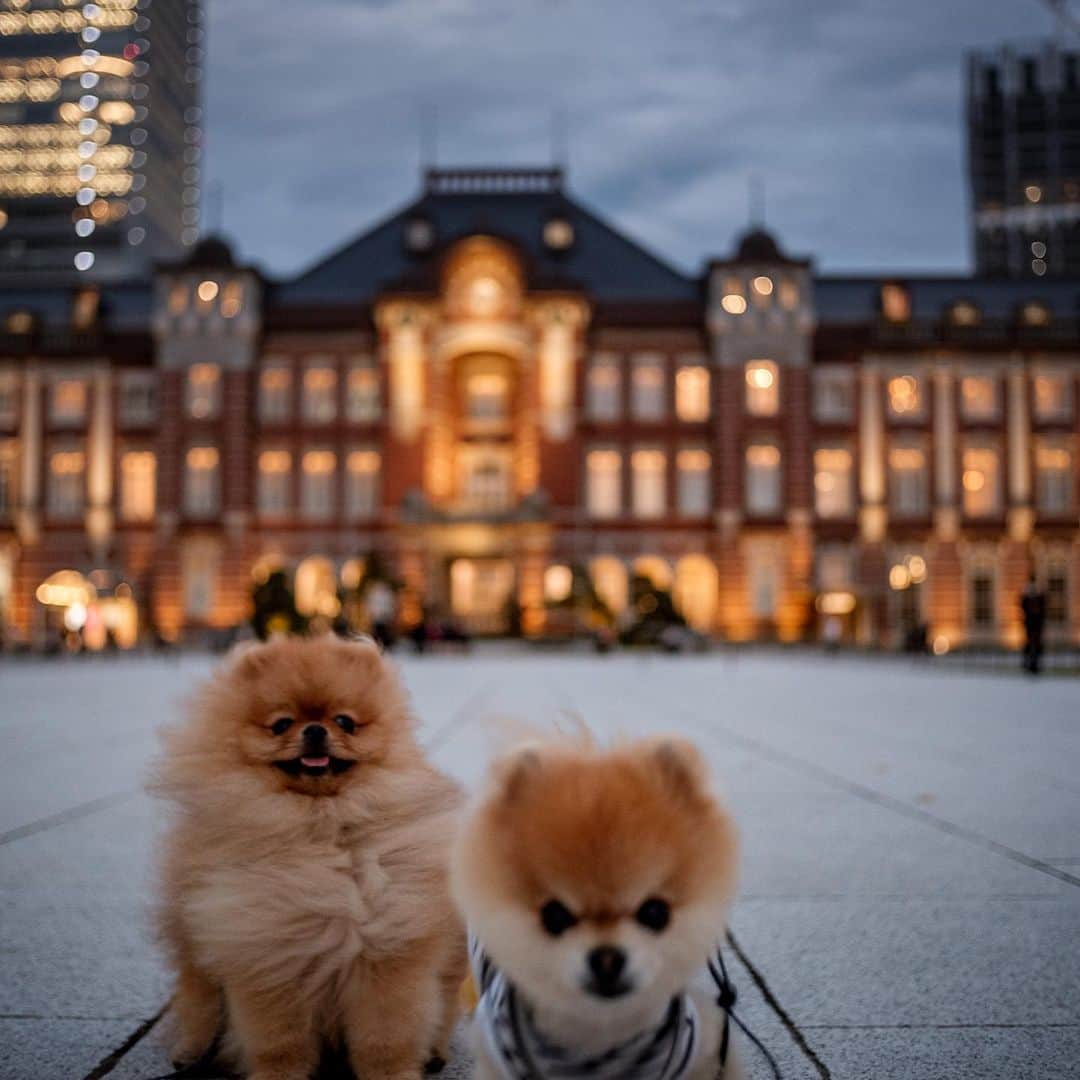 ポテチンのインスタグラム：「ポテロックの自転車旅(20 Nov.) #pomwrestling  8,9,10 photos & movie by @little2poms」