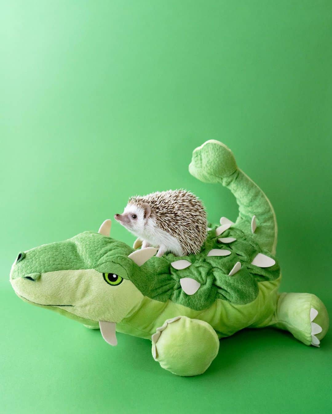 ダーシーのインスタグラム：「Dino rider🦖🦔💚  IKEAから連れて帰って来ちゃった子✨」