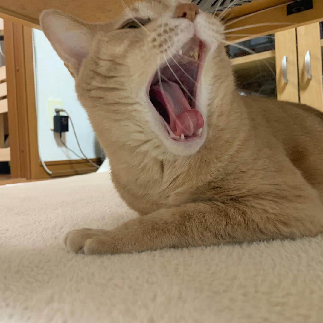 ひのき猫さんのインスタグラム写真 - (ひのき猫Instagram)「どんな美女でも、こんな顔の時ありますよね。」12月7日 22時25分 - hinoki.cute.kitten