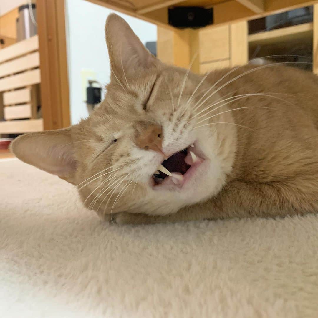 ひのき猫さんのインスタグラム写真 - (ひのき猫Instagram)「どんな美女でも、こんな顔の時ありますよね。」12月7日 22時25分 - hinoki.cute.kitten