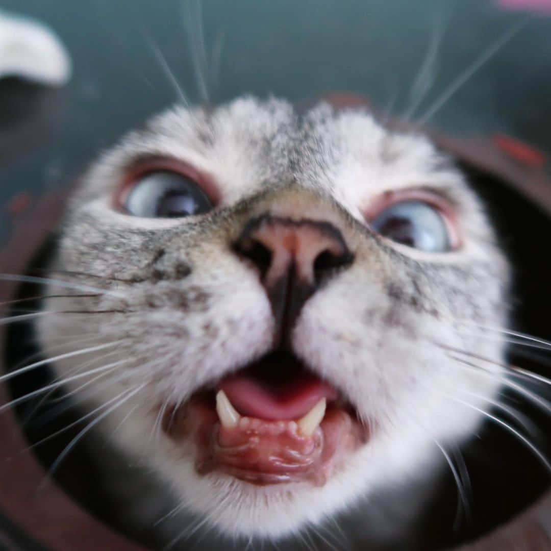 nala_catさんのインスタグラム写真 - (nala_catInstagram)「Give me da tuna! 🐟」12月7日 22時33分 - nala_cat