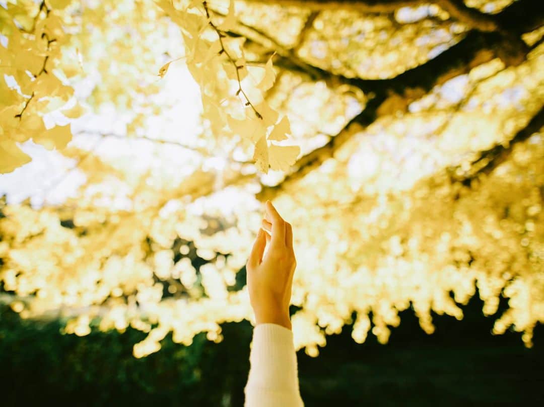 shinichi38のインスタグラム：「﻿ ﻿ Yellow Shade」