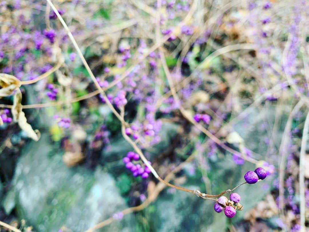 加納有沙さんのインスタグラム写真 - (加納有沙Instagram)「ムラサキシキブ アクセサリーみたいでだいすき。  #Japanese_beautyberry #愛され上手」12月7日 22時38分 - alissakano