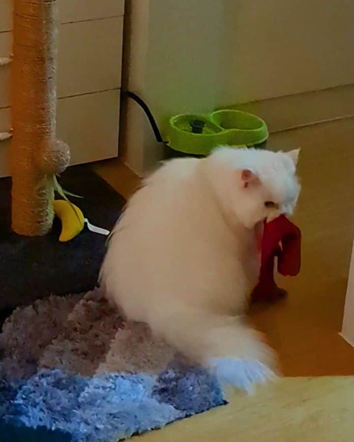 Kenshin & Chloeyのインスタグラム：「🔊 Her offering is definitely not for Mom. lol 😱 #imaginaryfriend 😄☺ #catsoffering#herpreciousredgloves」