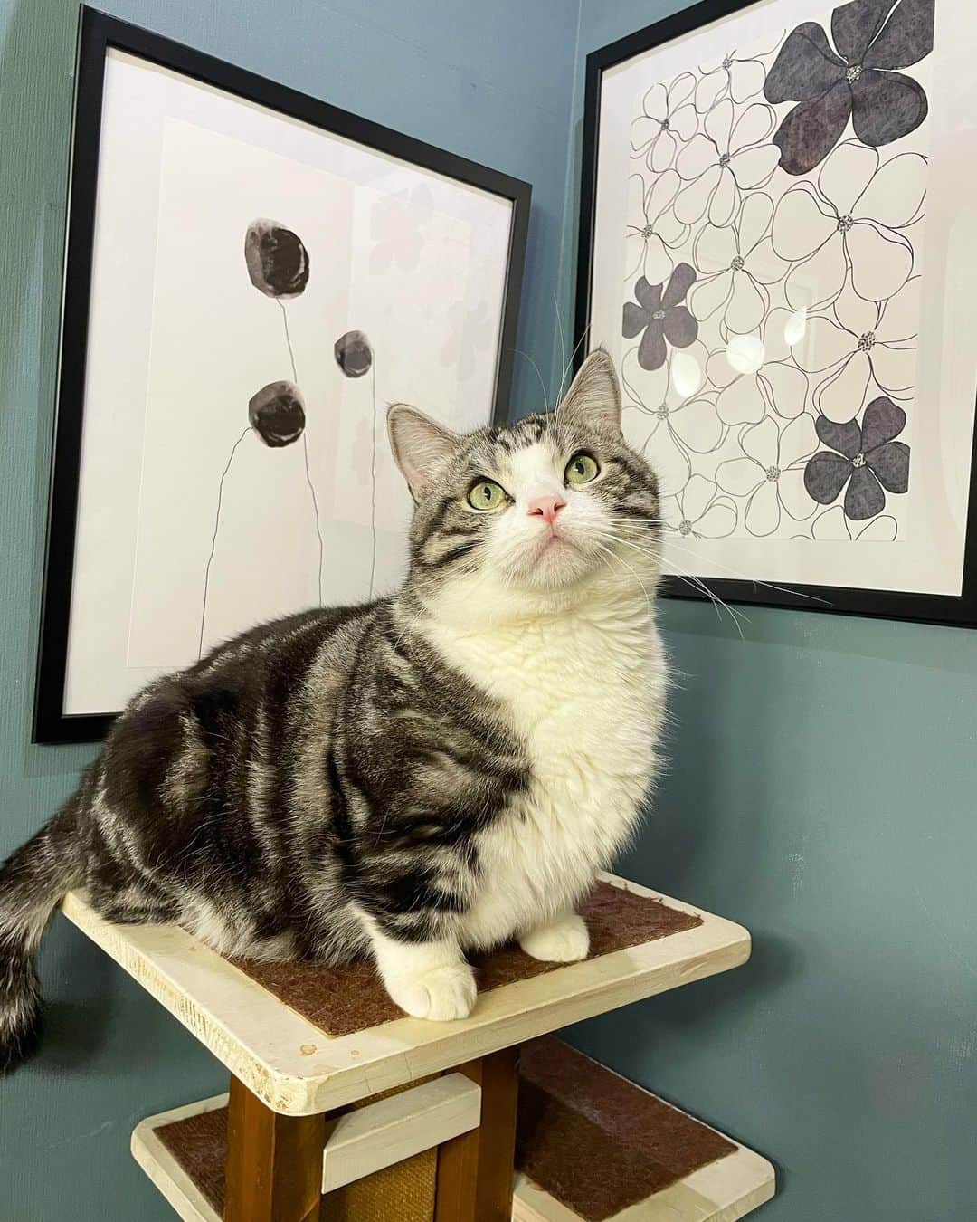 のインスタグラム：「こんばんにゃ😸 こちらのオシャレなポスターはProject Nordさまの素敵なアートポスターです。北欧デンマーク、コペンハーゲンでアートポスターを作っているスタートアップ企業さまです。🥰🌈🇩🇰  Project Nordさまは、サステナビリティを大切にしています🌷すべてのポスターは、生産工程で森林破壊や森の資源を浪費をしないFSC認証を受けたプレミアム250gsmの紙に印刷され、ポスターは注文を受けてから一枚一枚印刷し、お届けしています。 また、環境バランスを維持するために、私たちはTreeNationと協力し、Project Nordのポスターが1枚購入される毎に木を1本植える森林保全に取り組んでいます。  クーポンを発行していただきました。 この季節はクリスマスとかのとても素敵な作品もあります。是非タグから飛んで見てくださいね。  「discount コード」KAMUNA1222 　　フォロワー様向けのコードです。 　こちらで15%オフになります。  　　@projectnord.jp 　　@project.nord 　　#projectnord 　　#プロジェクトノード」