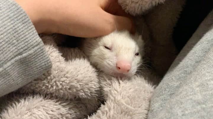 のインスタグラム：「もちさんもこう言っています。 #pspe #symonym #シノニム #ferret #フェレット #もちさん」