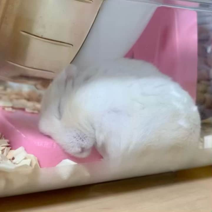 hamster_mocoのインスタグラム