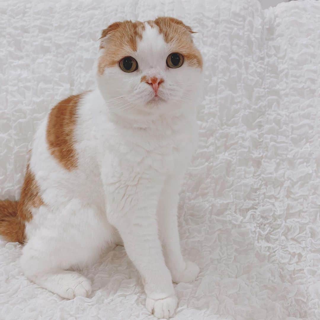 のんたのインスタグラム：「昨日はのんちゃんの血液検査でした🏥 前回4.9だったクレアチニンは3.8まで下がりました👏 ここ最近は食欲も出てきて療法食をしっかり食べてくれること、点滴&お薬の効果が出ているようです。 貧血もなくなり順調順調👍 リンの値が下がりすぎたのでサプリは少しお休みします。 のんちゃんとっても元気です❣️」