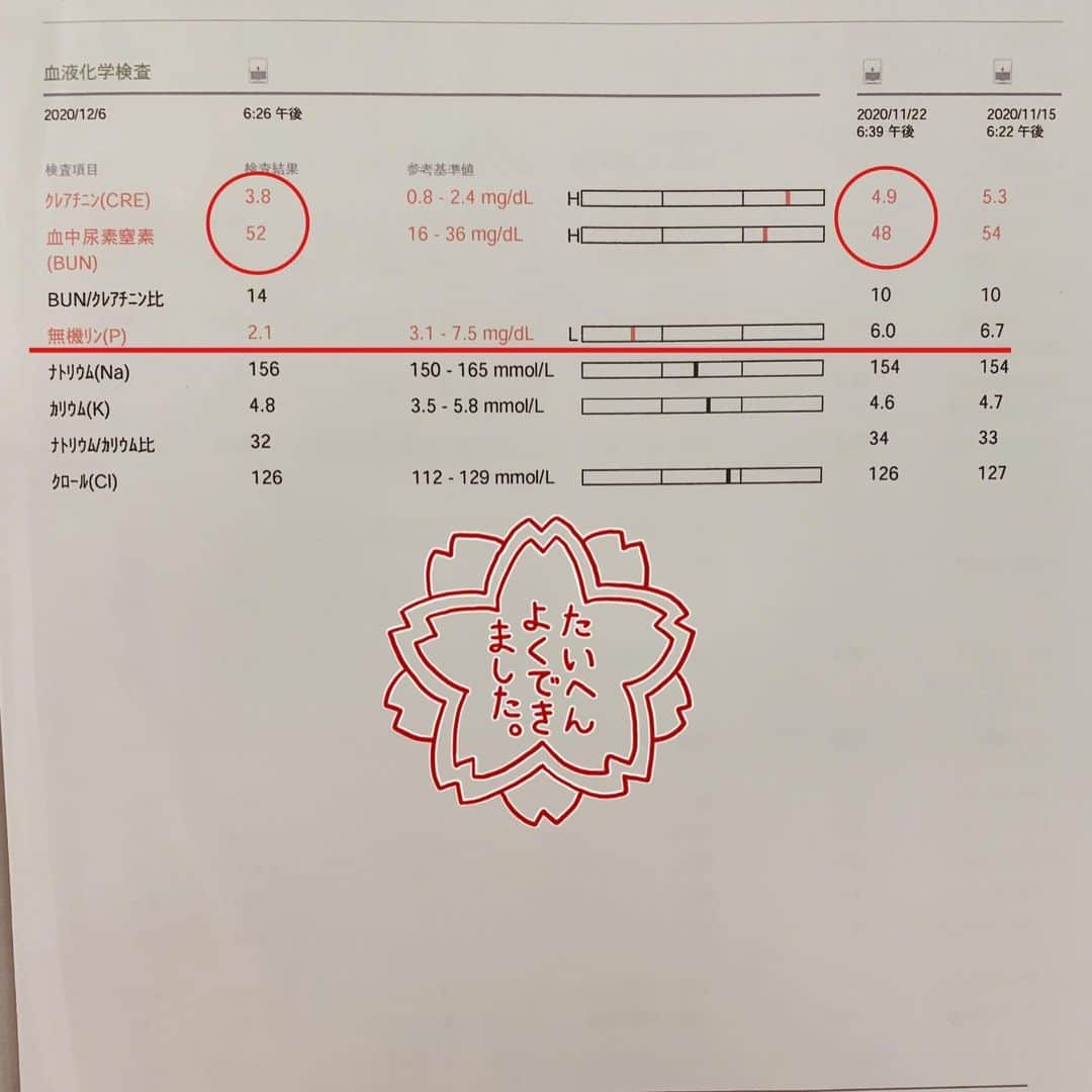 のんたさんのインスタグラム写真 - (のんたInstagram)「昨日はのんちゃんの血液検査でした🏥 前回4.9だったクレアチニンは3.8まで下がりました👏 ここ最近は食欲も出てきて療法食をしっかり食べてくれること、点滴&お薬の効果が出ているようです。 貧血もなくなり順調順調👍 リンの値が下がりすぎたのでサプリは少しお休みします。 のんちゃんとっても元気です❣️」12月7日 23時05分 - utacci