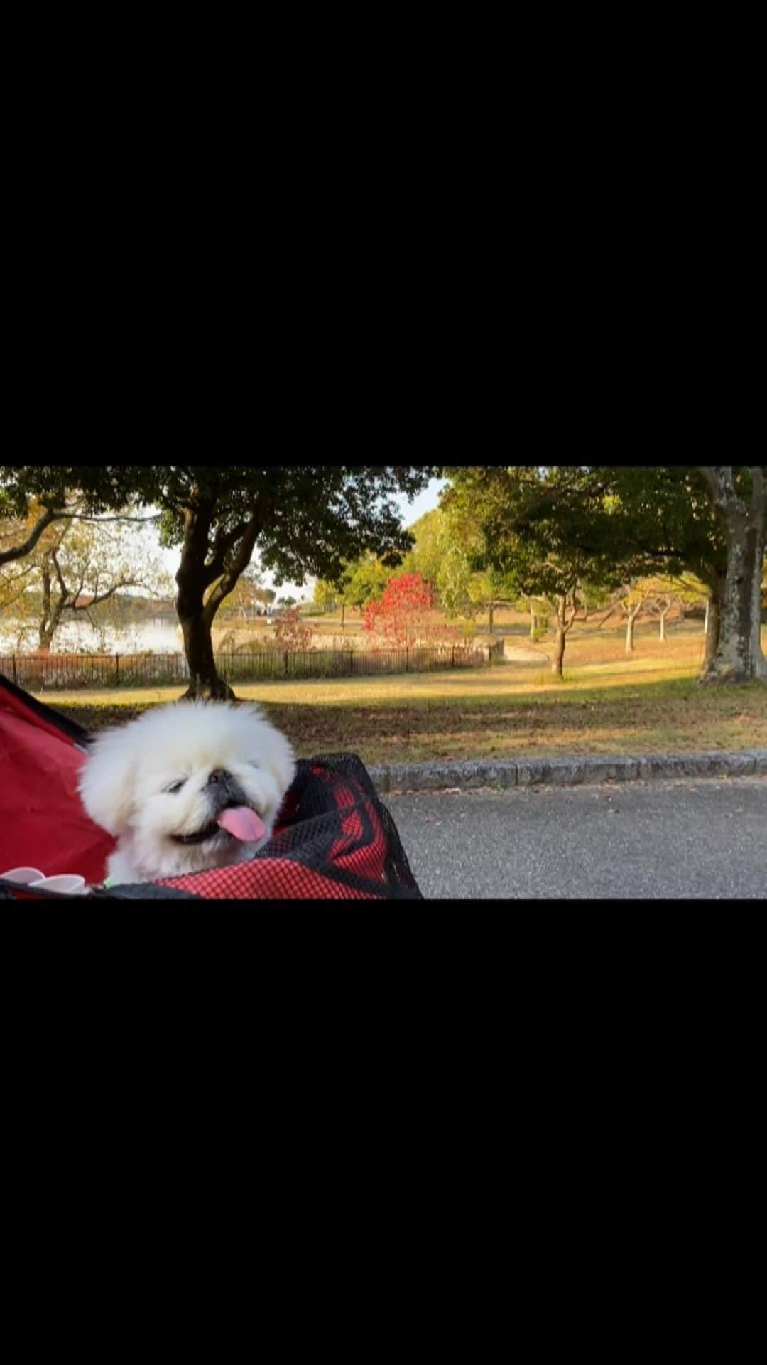 こなつのインスタグラム：「お散歩にーず🐶🌳🍂🍄❤️」