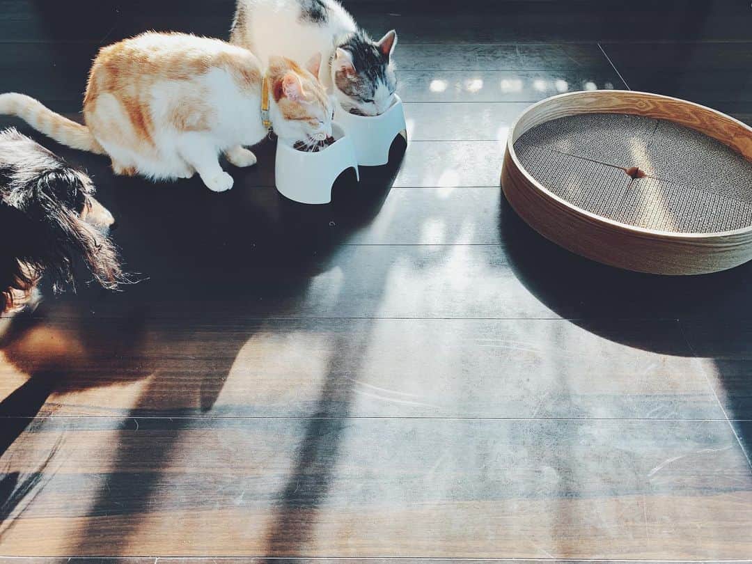 kinaxのインスタグラム：「. good afternoon(๑′ᴗ‵๑)☀in Japan, and good morning, good evening, good night for world friends! . 今日も空気は冷たいけど、いいお天気だね☀️ . . 昨日 #カインズ にラップを買いに行ったら 新しい爪研ぎが売っていて ちょっと悩んだけど買ってきたよ！ . 段ボール製の爪研ぎは、 周りの、飾り？模様？のところまで捲れてきて ボロボロ感の主張が激しめなのが気になっていたけど ウチのこたちは縦置きよりも床置きの方がよく研ぐから ボロボロ具合に我慢できなくなったら買い替えようかな、と 思っていたところ 中身の段ボールを交換できる木目ケースが！ . シンプルで理想的！ . 肝心の猫ズはと言うと 箱好きなのですぐにふたりともササっと入って 研がないときも中に座っていたりと だいぶお気に召した様子で一安心！ 喜んでくれて何よりですʕ •́؈•̀ ₎ . . というか、 これ猫たち使ってくれるかなぁーと考えていた時に ふと思ったのだけど… . 今までわんこのおもちゃを買う時も 「気に入ってくれるかな」とは思うけど 「果たしてこれを使ってくれるだろうか…」と いうのはあまり思った事がない気がする😂 . . お猫様なんだねぇ笑 どっちもとってもかわいいけどね！ . . みんなも暖かくして過ごしてね(๑′ᴗ‵๑) . #犬バカ部 #猫バカ部 #保護猫 #パステル兄弟 #朝ごはんタイム #必ず見に来る #きなこ姉さん #新しい爪研ぎ #使ってくれてよかった #最近冬毛でモフモフ #静電気もすごい 2020/12/07」