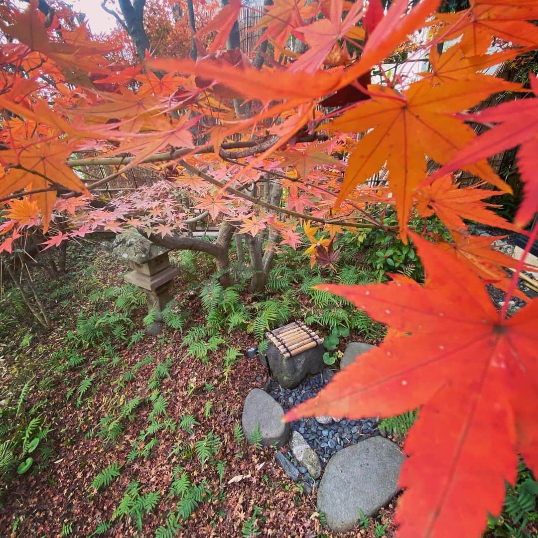 TOGGYさんのインスタグラム写真 - (TOGGYInstagram)「雨が降る前に山紅葉の落ち葉を掃除しようかと庭へ出るも、フカフカの絨毯状態に見惚れ、そのまま放置。日向ぼっこに予定変更。  侘助が漸く咲いてくれました。  一ヶ月遅いよ。。」12月7日 14時52分 - dj_toggy