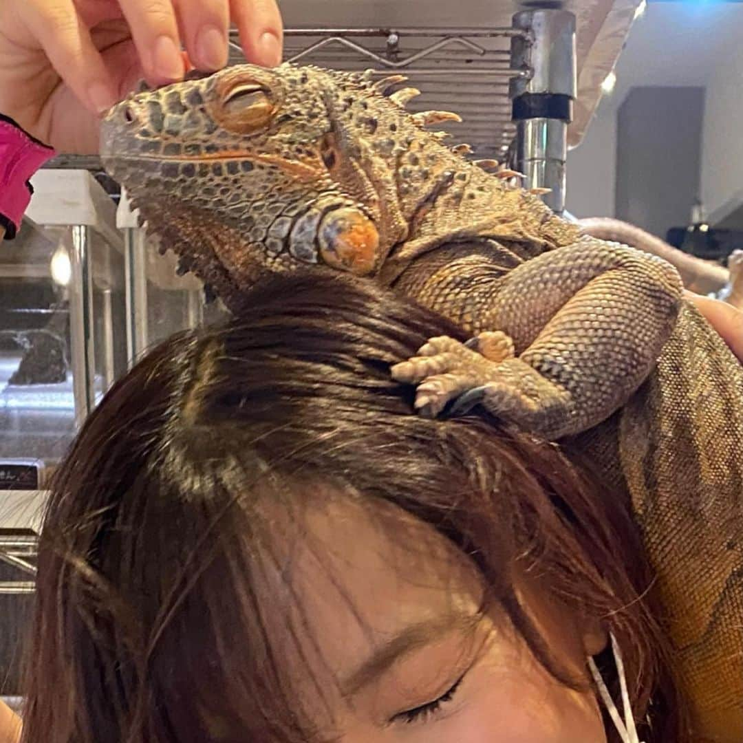 白川未奈さんのインスタグラム写真 - (白川未奈Instagram)「Is he sleeping??♡ ・ ・ #iguana #reptiles #animal  #Osaka #Japan #イグアナ #大阪 #ロックスター #爬虫類カフェ  #prowrestler #minashirakawa」12月7日 15時26分 - mina_shirakawa