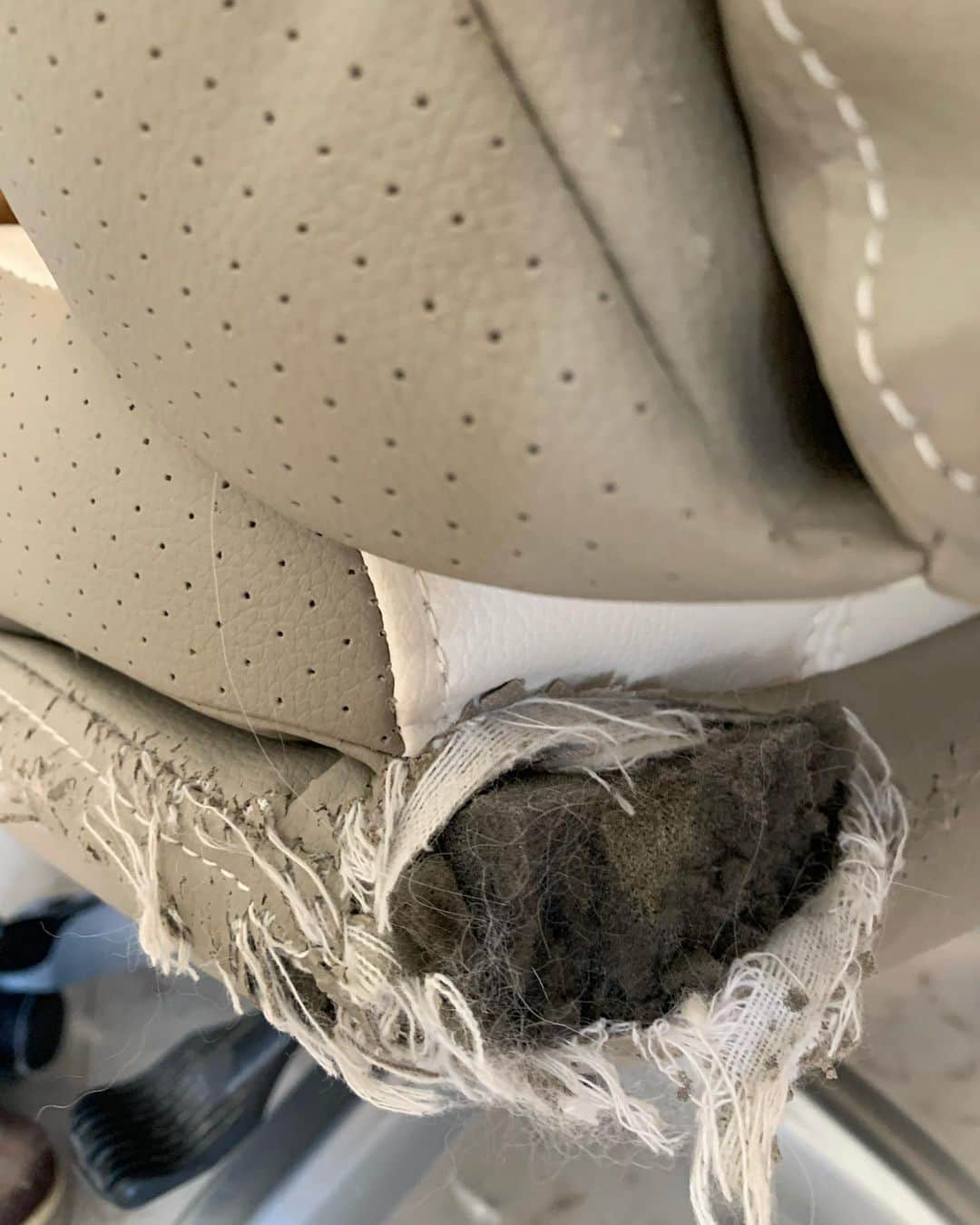 12 Chinchilla Persianさんのインスタグラム写真 - (12 Chinchilla PersianInstagram)「Starting the week with these cutie floofy patoties 😘 ( ➡️ to all those who ask how are they on the furnitures , they like to scratch the sofa that’s why we need to put cover on it , lucky me they don’t destroy our curtain 😅 ) #cat #catsofinstagram #weeklyfluff #blackcat #gingercat #silverpersian」12月7日 15時38分 - 12catslady