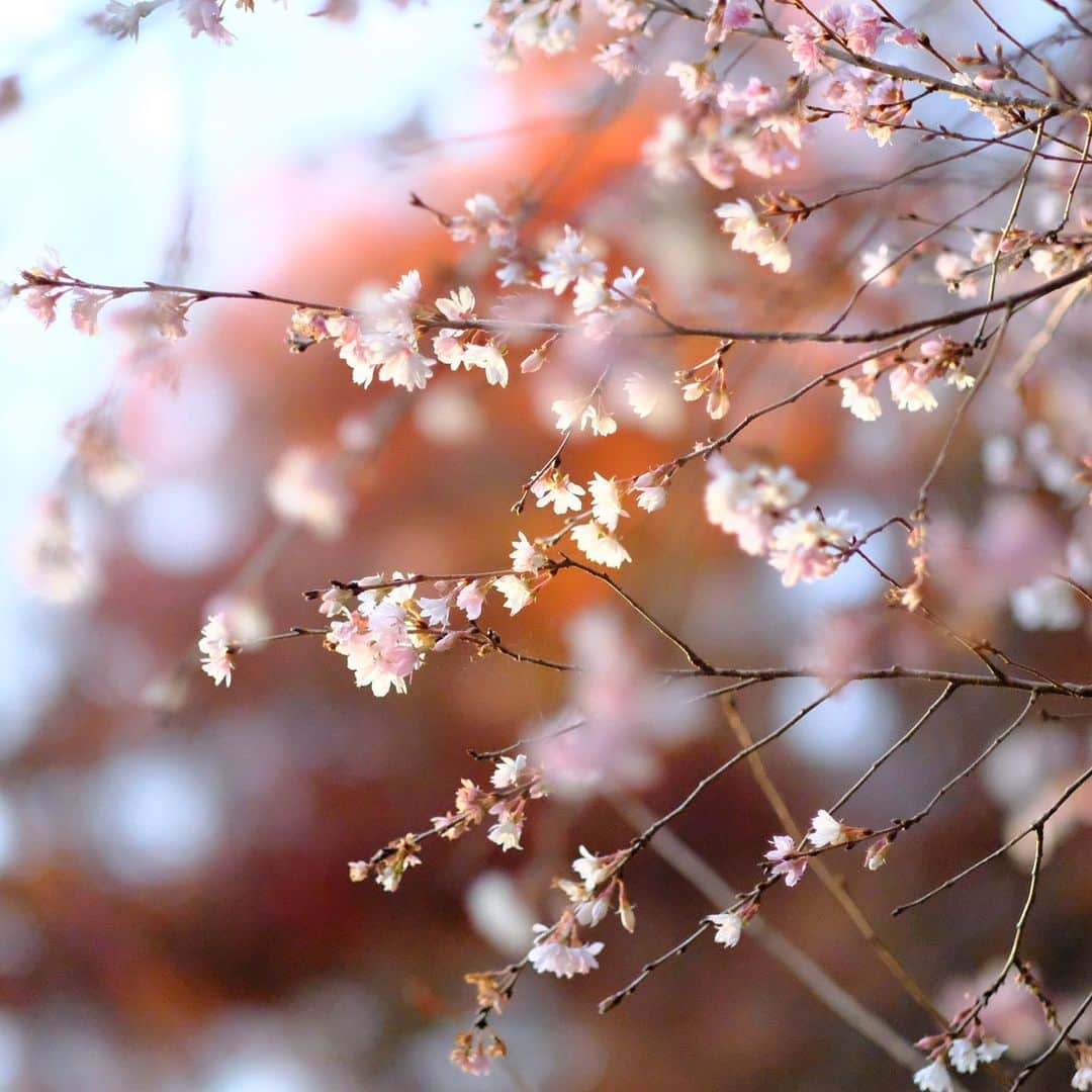 奈良 長谷寺 / nara hasederaのグルメインスタ