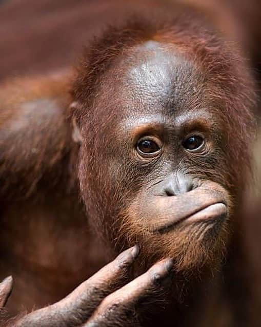 OFI Australiaさんのインスタグラム写真 - (OFI AustraliaInstagram)「Tanjung Puting National Park, Central Kalimantan, Borneo. #orangutans #saveorangutans #saynotopalmoil  ______________________________ 🦧 OFIA Founder: Kobe Steele kobe@ofiaustralia.com  OFIA Patron: Dr Birute Galdikas @drbirute @orangutanfoundationintl @orangutan.canada www.orangutanfoundation.org.au 🦧 🧡 🦧」12月7日 16時10分 - ofi_australia