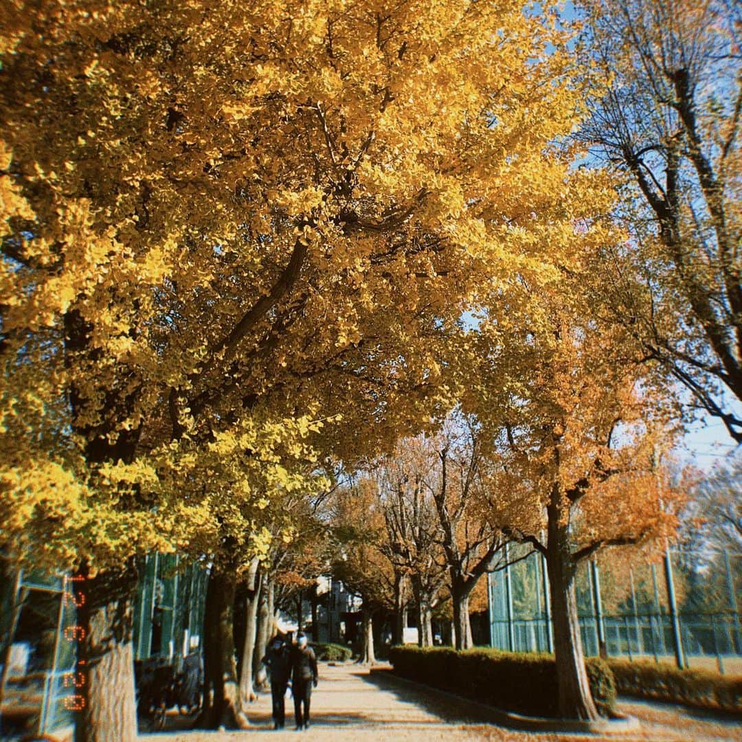 浦郷絵梨佳さんのインスタグラム写真 - (浦郷絵梨佳Instagram)「家から歩いて15分くらいの公園 週に一回はももたろうとお散歩行くようにしてるんだけど 行くたびに季節の変化を感じれて とても楽しい☺︎  #お散歩 #のんびり #歩いて  #犬友 と #ご挨拶 #そんな休日」12月7日 16時46分 - urago.erika