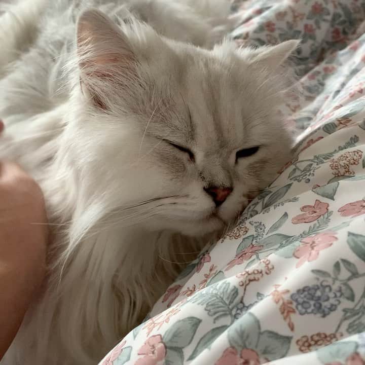 のインスタグラム：「내 몸쪽에 얼굴 살포시 대고 있는 게 넘 사랑스러움 😍🥰  #후추  #고양이  #냥스타그램 #캣스타그램  #Hoochu #Hoochuthecat #cat #cats #catstagram #catsofinstagram #topcatphoto #bestmeow #ilovecat #cute #fluffy #petstagram #instacats」