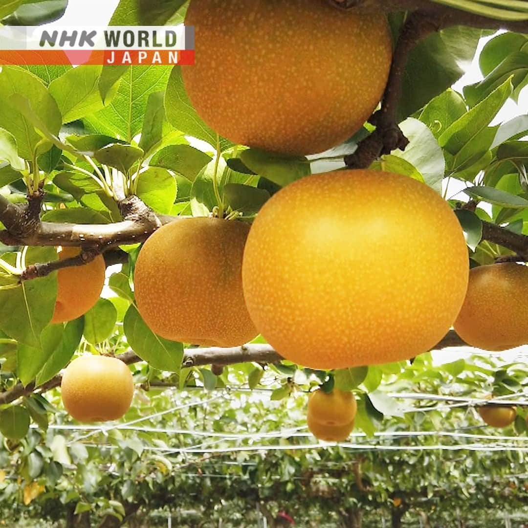 NHK「WORLD-JAPAN」さんのインスタグラム写真 - (NHK「WORLD-JAPAN」Instagram)「Japanese pears are known as ‘nashi.’ Round with a distinctive, crispy crunch, more than 50 types are currently grown in Japan. Large ones can weigh over 1 kilogram! 🍐😋 . 👉Watch｜Free On Demand｜Trails to Oishii Tokyo: PEAR｜NHK WORLD-JAPAN website.👀 . 👉Tap the link in our bio for more on the latest from Japan. . . #nashi #nashipear #pear #japanesepear #kosui #pears #redpears #greenpears #sandpear #梨 #Chiba #Ichikawa #freshpears #🍐 #autumnfruit #hosui #japanproduce #japanfruit #japanfarming #pearpicking #treesofinstagram #pearfarm #pearorchard #fruitlover #japanagriculture #TrailstoOishiiTokyo #japan #nhkworld #nhkworldjapan #nhk」12月7日 17時00分 - nhkworldjapan