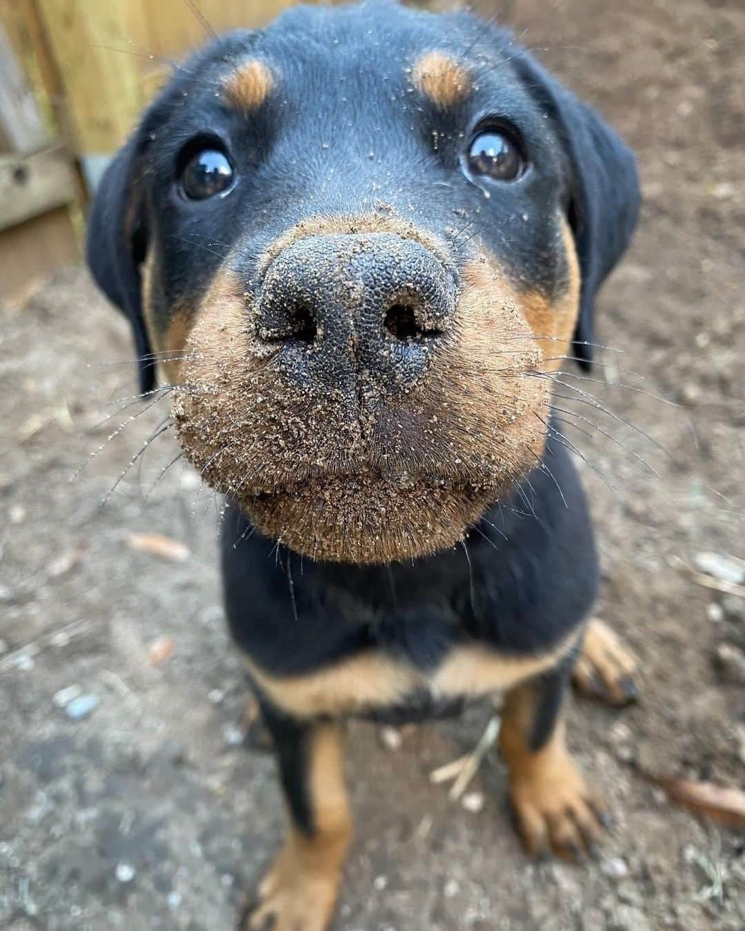 8crapさんのインスタグラム写真 - (8crapInstagram)「I hab no idea who make dat hole in garden 🥺 - Want to get featured like her? Join “The Barked Club” on FACEBOOK and post something now! 👉 barked.com - 📷 @khaleesi_the_rottweiler - #TheBarkedClub #barked #dog #doggo #puppy #pupper #Rottweiler #RottweilerPuppy」12月7日 17時00分 - barked