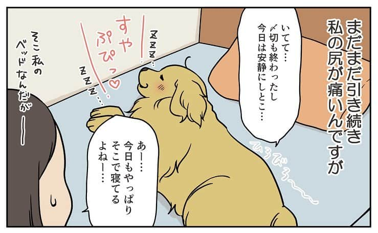 餅付きなこのインスタグラム：「いつもはなんの抵抗もなくどいてくれるあーちゃんなのに、こう言う時に限って何故か頑なにどいてくれないことがたまーにあります💦  写真は私のベッドで健やかねんねを謳歌するあーちゃんと、 その後ベッドから降りようとしたら下にまめちゃんがいて凄まれてベッドから降りられなくなっちゃったあーちゃんです♡  #漫画 #イラスト #犬漫画 #絵日記 #エッセイ漫画 #コミックエッセイ#マンガ #日常漫画 #ゴールデンレトリバー #goldenretriever #ゴールデンレトリーバー #犬と生活 #4コマ漫画 #犬 #dog #dogstagram #instadog #わんこ #ふわもこ部 #いぬ #ilovemydog #いぬのきもち #大型犬 #大型犬のいる生活 #まめとアーティ #餅付きなこ #おさんぽですし！」