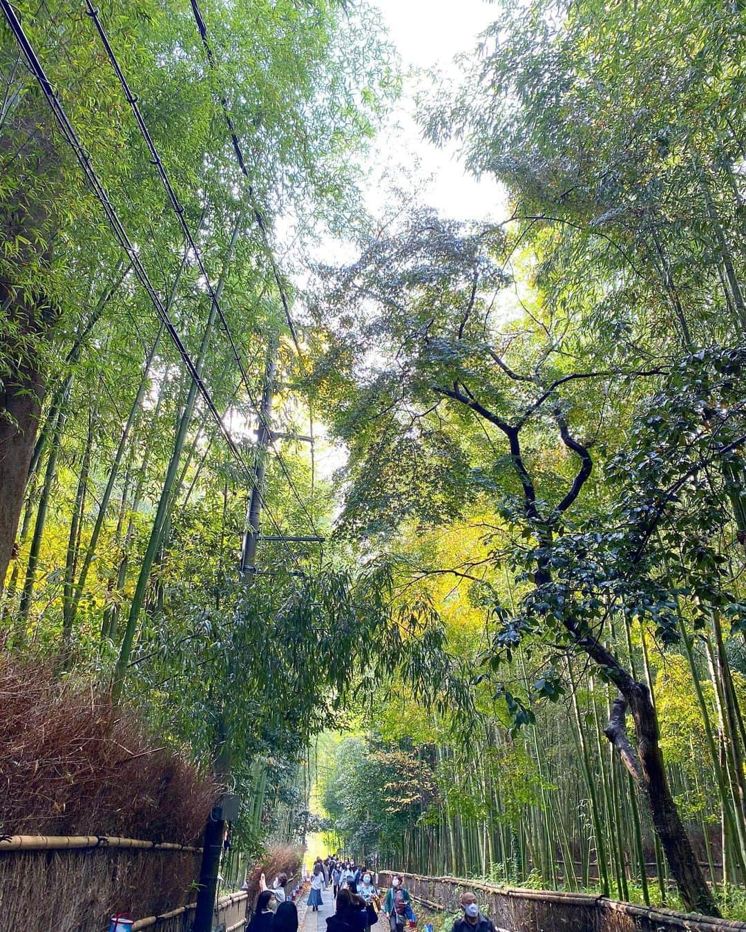 得あゆさんのインスタグラム写真 - (得あゆInstagram)「竹林の道🎍ストーリーには載せてたやつ 嵐山の写真やっと載せてく。笑 ・ ・ ・ ・ ・ ・ ・ ・ ・ ・ ・ #京都#京都紅葉#京都観光#京都グルメ#京都カフェ#京都旅行#紅葉#紅葉狩り#観光#女子旅#タビジョ#国内旅行#秋コーデ#秋#ニット#インスタ映え#カメラ女子#オトナ女子#嵐山#竹#竹林#綺麗な景色#kyoto#kyotojapan#kyototrip#autumnleaves#kyototravel#japantravel#japanesegirl#arashiyama」12月7日 17時05分 - tokuayu819