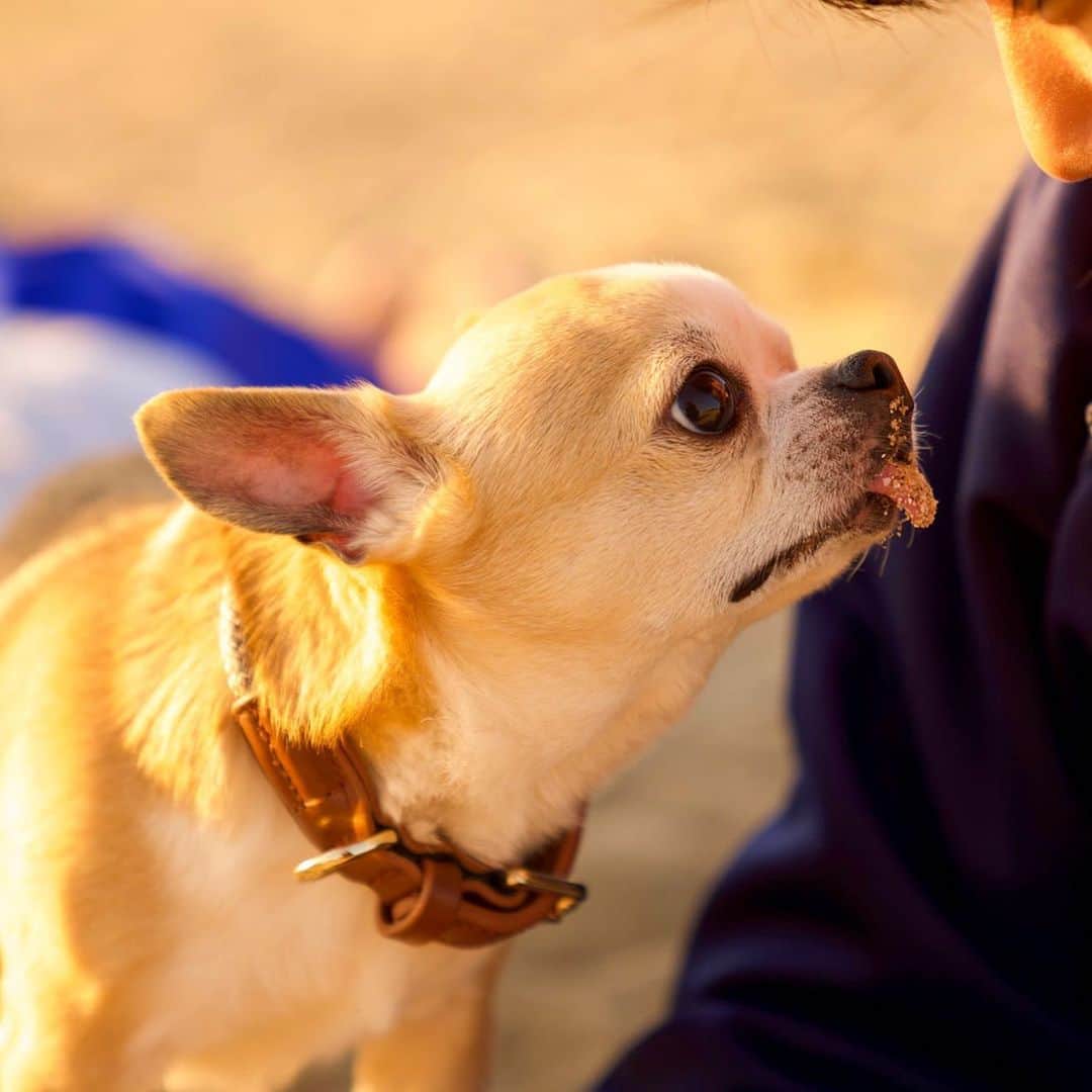 Kiyoのインスタグラム：「♔ Tora ♔ 初めて会った可愛い中学生Girlに 興味津々なトラ ♔ この日は終始ご機嫌で すごくイキイキしてたよね〜✨ 鼻と舌に砂がいっぱいついていたので みんなに笑われていたけど😂 ♔ #puppy#puppies#puppiesofinstagram#dog#dogs#dogsofinstagram#dogstagram#doglover#dogsofinstaworld#dog_features#instadog#instagramdogs#ilovemydog#chihuahua#chihuahuasofinstagram#chihuahualove#chihuahualife#dogsofbark#weeklyfluff#barked#animalsco#IGersJP#instagramjapan#todayswanko#pecoいぬ部#チワワ部#チワワ#スムチー#high5dogs ♔」