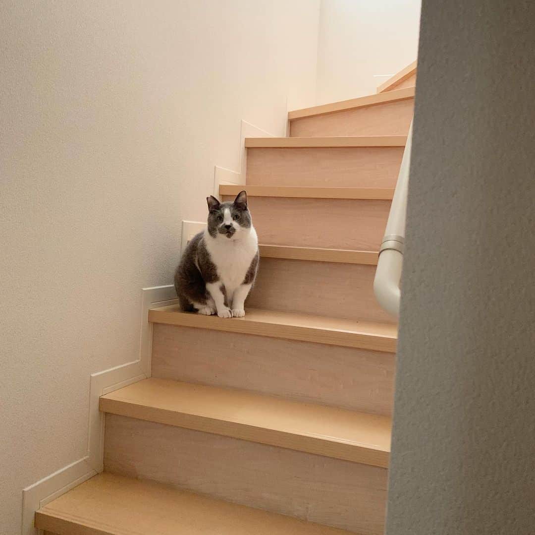 くまおさんのインスタグラム写真 - (くまおInstagram)「. 見送りブラピ… . 行って…きます😭 . #階段登り下りできるんですよ🐻 . #くまお #ネコもSDGs」12月7日 17時18分 - kumaokamako