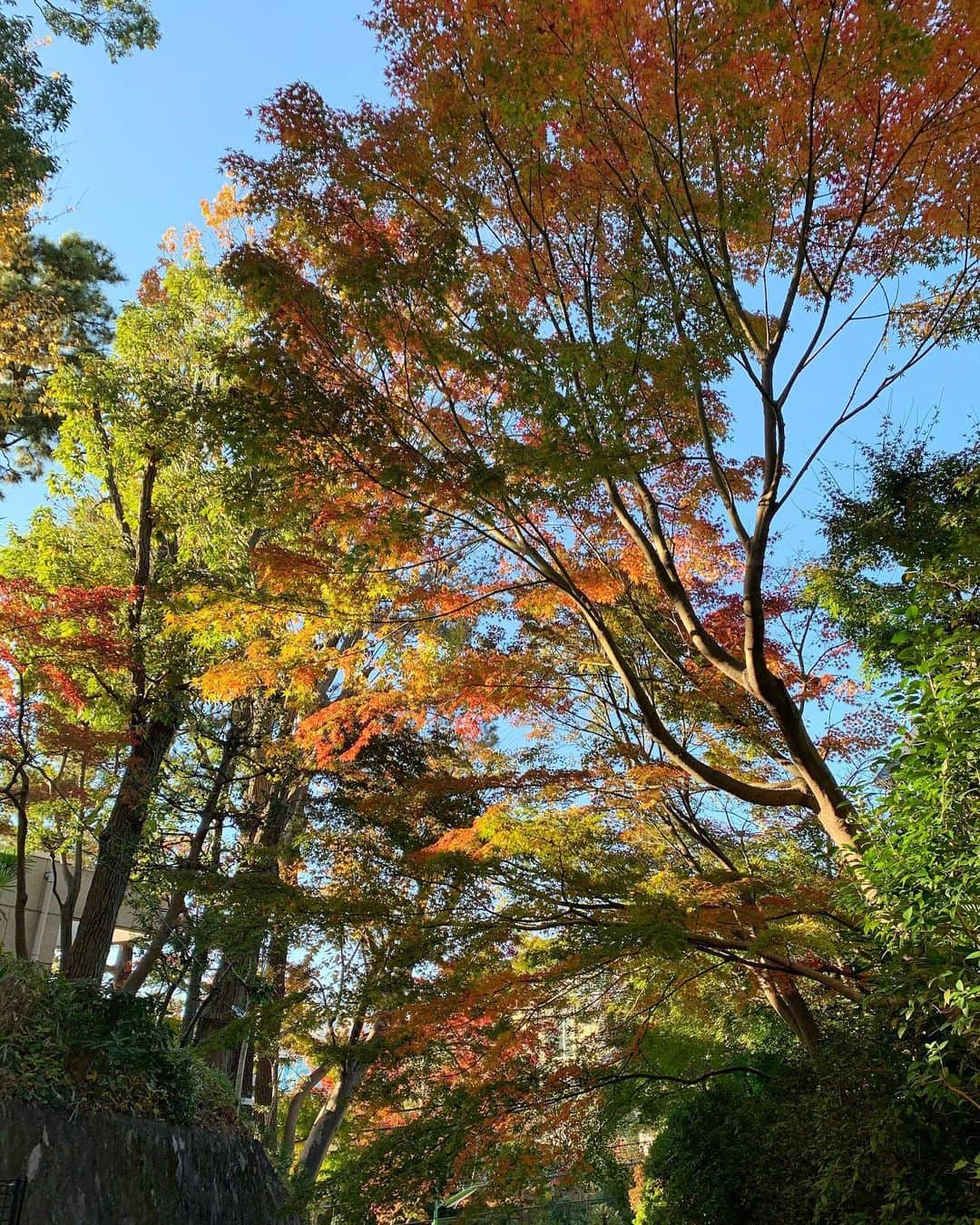 横川莉那のインスタグラム：「. ふと顔を上げると 西日を浴びてる紅葉に癒された〜🍂 写真で伝わならいけど 凄くキラキラしてた✨ . #もみじ#紅葉#紅葉狩り#季節を楽しむ  #Autumnleaves#photo_jpn」