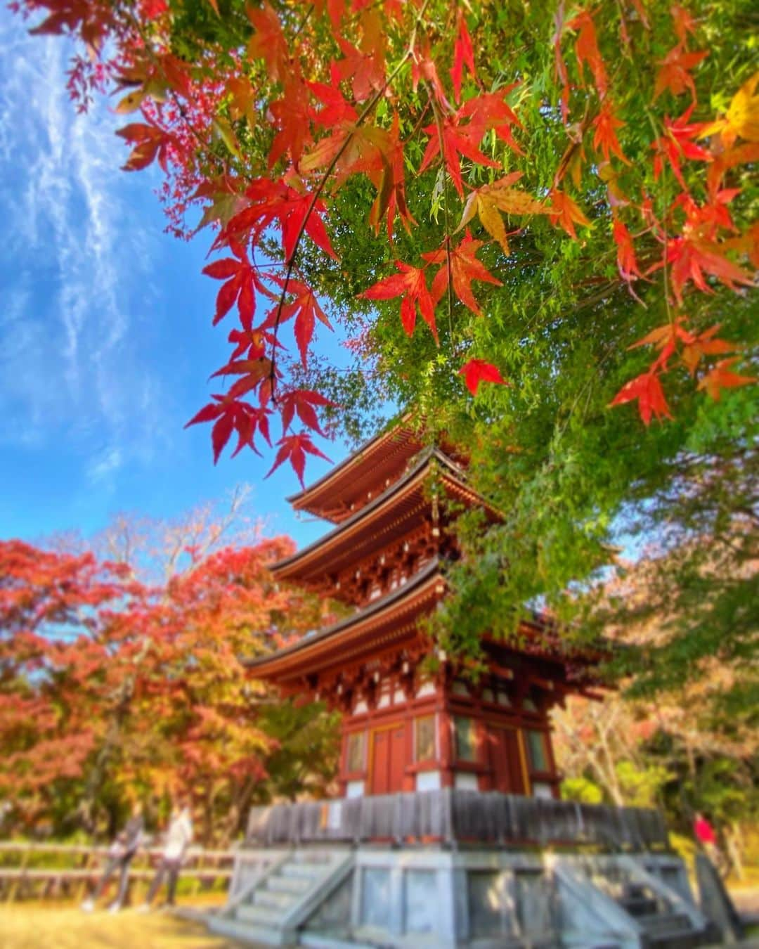 hama_aki_pppさんのインスタグラム写真 - (hama_aki_pppInstagram)「奈良県高市郡#岡寺 (スライドして下さい) Location Nara Japan (Swipe)    2020.11.15    この日、予定していた談山神社が駐車場1キロ手前から大渋滞だったためUターン、途中にあった岡寺に寄りました🙏✨紅葉、紅葉手水が美しかったです🍁🍁。　     #寺院仏閣　 #美しい日本　 #土曜日の小旅行  #奈良県景観資産  #わたしは奈良派  #関西カメラ部  #日本庭園  #tv_flowers  #total_asia  #amazing_shotz  #top_favorite_shots  #allthingsofbeauty_  #traveljapan  #inspring_shot  #beautiful_kansai  #nature_brilliance_flowers  #earthofficial  #japanesetemple  #japanesegarden  #deaf_bestshot_japan  #lovers_united_japan  #ap_japan_  #japanesegarden  #j_flower_shots  #flower_captures」12月7日 17時21分 - hama_aki_ppp