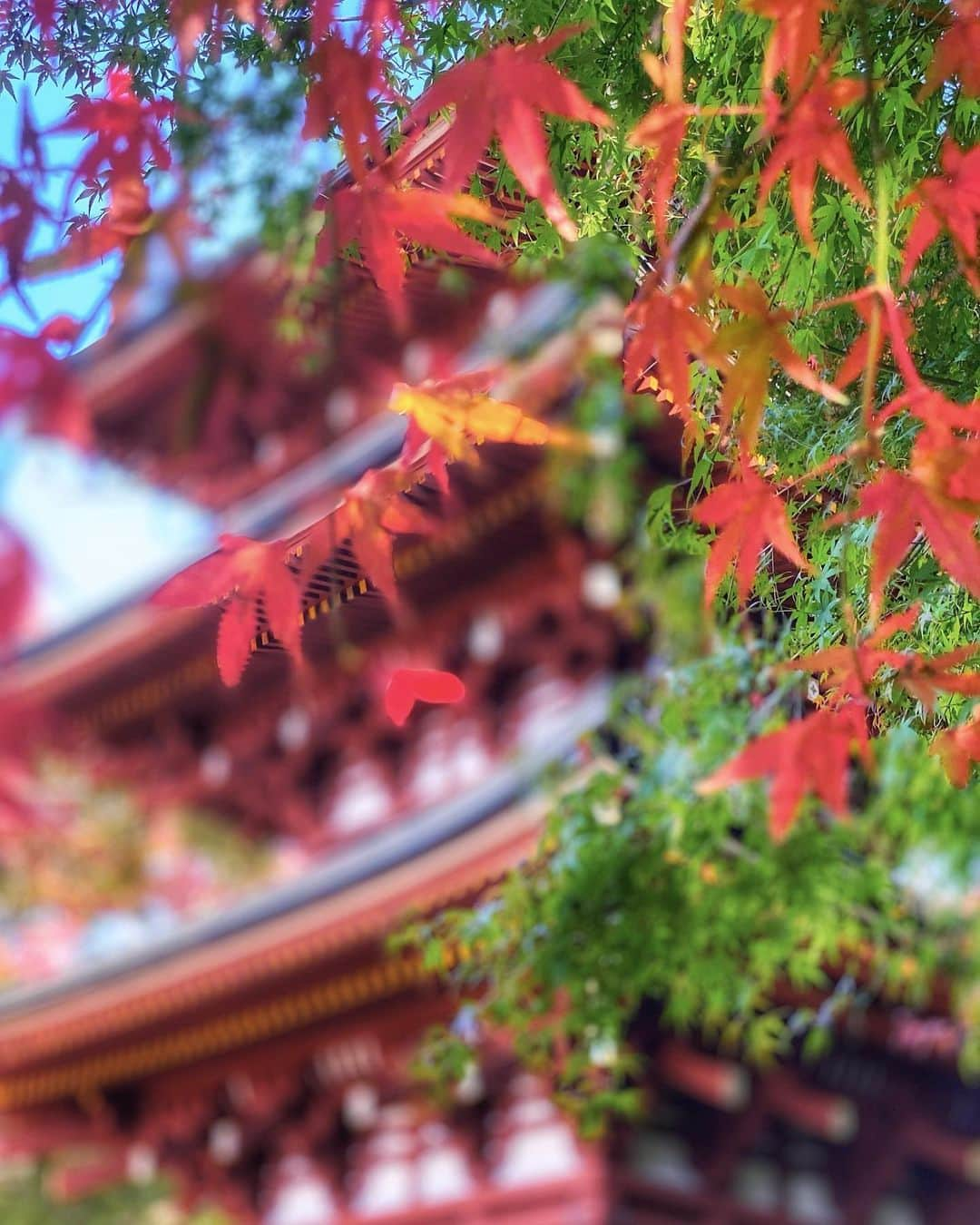 hama_aki_pppさんのインスタグラム写真 - (hama_aki_pppInstagram)「奈良県高市郡#岡寺 (スライドして下さい) Location Nara Japan (Swipe)    2020.11.15    この日、予定していた談山神社が駐車場1キロ手前から大渋滞だったためUターン、途中にあった岡寺に寄りました🙏✨紅葉、紅葉手水が美しかったです🍁🍁。　     #寺院仏閣　 #美しい日本　 #土曜日の小旅行  #奈良県景観資産  #わたしは奈良派  #関西カメラ部  #日本庭園  #tv_flowers  #total_asia  #amazing_shotz  #top_favorite_shots  #allthingsofbeauty_  #traveljapan  #inspring_shot  #beautiful_kansai  #nature_brilliance_flowers  #earthofficial  #japanesetemple  #japanesegarden  #deaf_bestshot_japan  #lovers_united_japan  #ap_japan_  #japanesegarden  #j_flower_shots  #flower_captures」12月7日 17時21分 - hama_aki_ppp