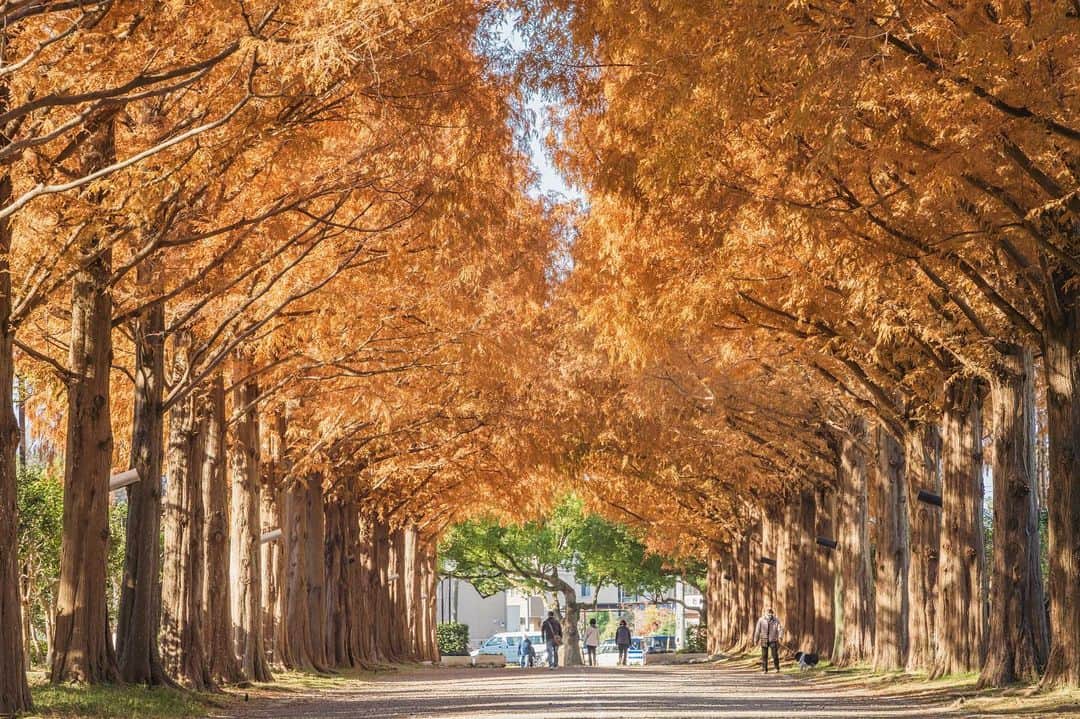 平塚市さんのインスタグラム写真 - (平塚市Instagram)「*​ 総合公園の東側、平塚総合体育館の北側にある メタセコイア並木の紅葉がピークを迎えました。 ５０本のメタセコイアがずらりと並び、 優しい木洩れ日を浴びることのできるこの場所は 日ごろから市民の憩いの場となっていますが、 この季節のみ見せてくれるオレンジ色の景色は まさに壮観です。 *** #手をつなぎたくなる街 #hiratsukagood #hiratsuka#平塚 #kanagawaphotoclub #公園#総合公園 #平塚市総合公園 #メタセコイア#並木道 #メタセコイア並木 #紅葉#紅葉🍁 #autumnleaves #ダレカニミセタイケシキ #おさんぽ#お写んぽ #週末の過ごし方 #日々#暮らし #instagramjapan#igersj」12月7日 17時23分 - hiratsukagood
