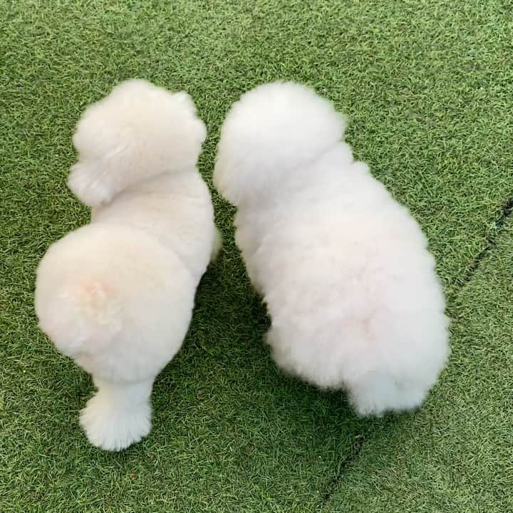 ゆうのインスタグラム：「. . オモチャで遊んでるあわちゃんに 反応して寄ってきたアーニーさん😂 . この日はあわちゃんがアーニーの 相手をしてくれてた気がする🥰 . . . #若者とお年寄り #どちらも可愛い❤️ . . .」