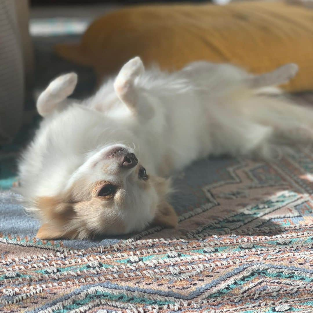 朝風れいさんのインスタグラム写真 - (朝風れいInstagram)「朝陽とくるみ ☀️ 気持ち良さそうにしてて、こっちも、癒される(*´-`)♡ ・ ・ ・ #くるみ #宝物 #チワワ #chiwawa #犬 #dog #3歳 と #11ヶ月 #クリスマス生まれ #甘えん坊 #童顔 #黒豆みっつ #チワワ部 #いぬすたぐらむ #親バカ #dogstagram #レガリエ部」12月7日 17時27分 - rei.wd