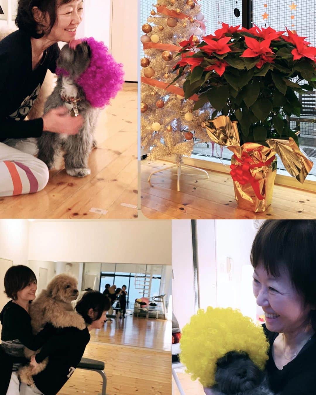 樫木裕実さんのインスタグラム写真 - (樫木裕実Instagram)「美代子さんから 今年のクリスマスも 愛溢れるポインセチアが届きました😭💕 感激です😭💕 ありがとうございました。 暗いニュースが多いけれど 見てるだけで幸せな気持ちになります。  スタジオに来れない方々も 大きな大きな幸せのポインセチア ストーリーや投稿にも たくさんアップしていくので 一緒に楽しんで下さいね💓  しあわせの1番星 美代子さんの元にきた 保護犬ちゃんたちは本当に幸せ💓 可愛すぎてたまらない。  #浅田美代子さん #ポインセチア #保護犬 #2020年クリスマス #見てるだけで幸せになる #しあわせの1番星 #樫木裕実 #studioc #カーヴィー #ボディメイク」12月7日 17時58分 - kashikihiromi
