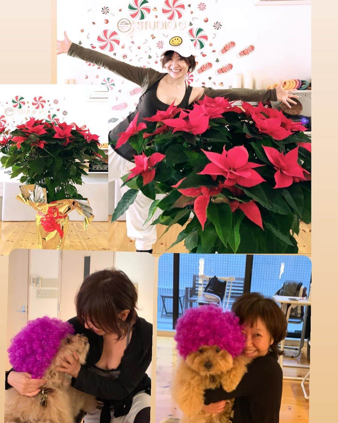 樫木裕実さんのインスタグラム写真 - (樫木裕実Instagram)「美代子さんから 今年のクリスマスも 愛溢れるポインセチアが届きました😭💕 感激です😭💕 ありがとうございました。 暗いニュースが多いけれど 見てるだけで幸せな気持ちになります。  スタジオに来れない方々も 大きな大きな幸せのポインセチア ストーリーや投稿にも たくさんアップしていくので 一緒に楽しんで下さいね💓  しあわせの1番星 美代子さんの元にきた 保護犬ちゃんたちは本当に幸せ💓 可愛すぎてたまらない。  #浅田美代子さん #ポインセチア #保護犬 #2020年クリスマス #見てるだけで幸せになる #しあわせの1番星 #樫木裕実 #studioc #カーヴィー #ボディメイク」12月7日 17時58分 - kashikihiromi