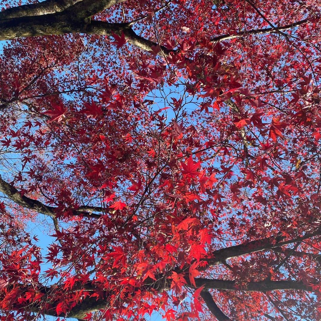 miminekoさんのインスタグラム写真 - (miminekoInstagram)「今年はどうしたものか、この時期になっても暖かく、まだまだ紅葉が綺麗です🍁﻿ 嬉しいですが少し自然が心配ですね。﻿ ﻿ ﻿ 「楓葉経霜紅」﻿ ふうようはしもをへてくれないなり﻿ 楓の葉は厳しい寒さを乗り越えないと綺麗な赤に染まりません。人もまた、人生の中で避けられない苦労や厳しさを経験します。それでもなお自分を奮い立たせて前を向く人は人間性が磨かれ、成熟していくのです。﻿ ﻿ ↑華厳寺の住職さんの説法でこの言葉を知りました。﻿ 人生は思い通りにいかない事がある。﻿ それでも思い通りにいかせようとするから苦しみが生まれる。﻿ 生きていれば必ずやってくる苦しみを、﻿ どうせ避ける事ができないのなら、﻿ 目の前のありのままを受けていて味わい尽くしましょう。﻿ そのありのままの中にこそ輝きがある。﻿ ﻿ 素晴らしいお言葉だったのでシェアします🥰🍁﻿ ﻿ ﻿ ﻿ #華厳寺﻿ #鈴虫寺﻿ #youtube占い﻿ #miminekoANGELICA﻿ #ハイヤーセルフ﻿ #二元を統合﻿」12月7日 18時01分 - mimineko_neko