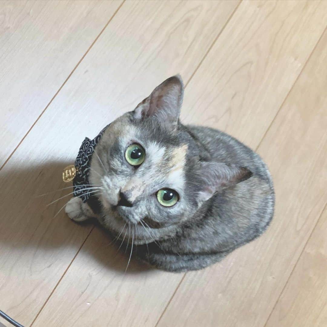 吉田友利恵さんのインスタグラム写真 - (吉田友利恵Instagram)「かぁわぁいいね？☺︎ 猫に小判ちゃん  「皆元気？」 と申してます #いくら🐾」12月7日 18時20分 - _yurieyoshida_