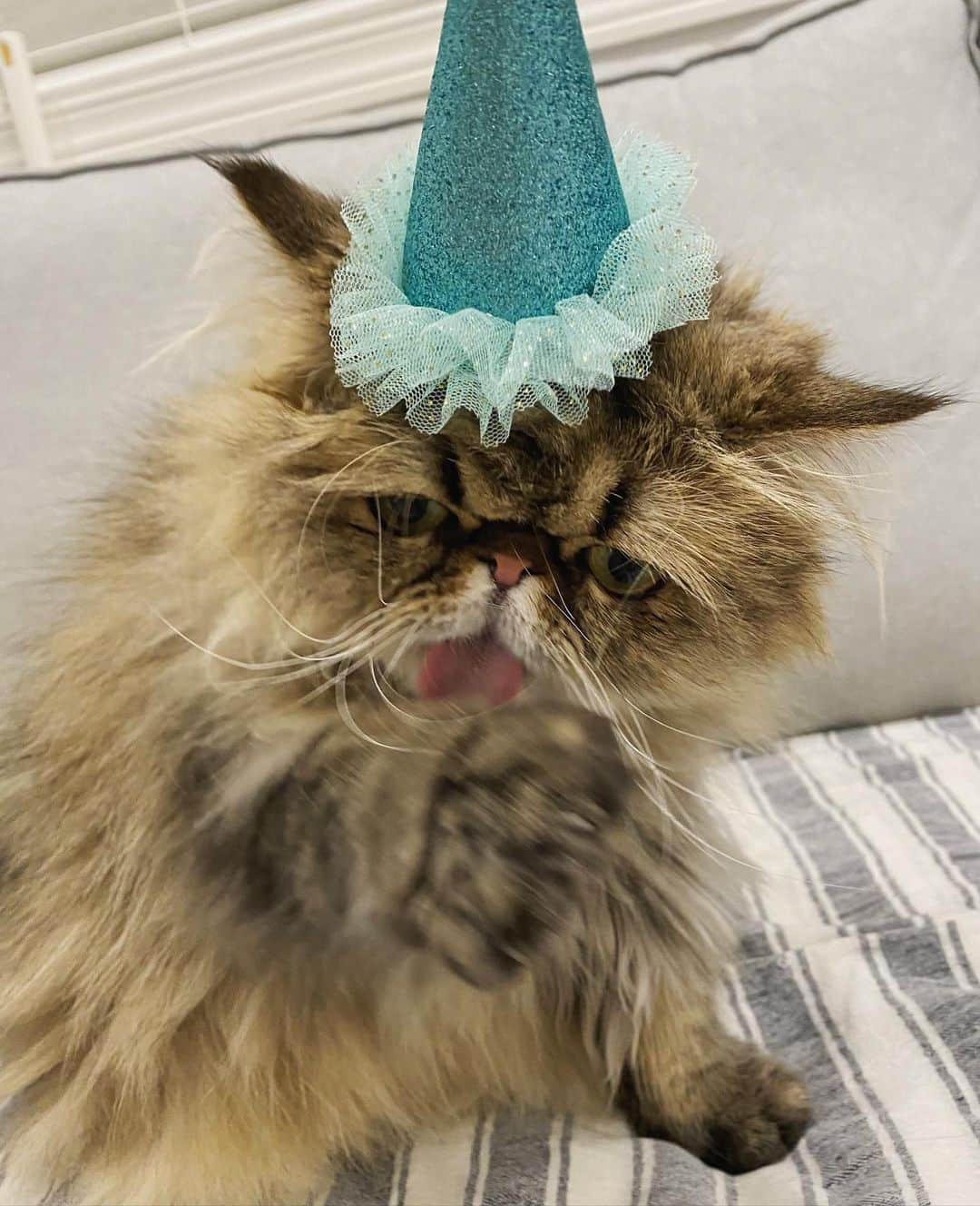 ミッシュさんのインスタグラム写真 - (ミッシュInstagram)「今日はボクの誕生日😸  #mau #4歳になりました #まだ甘えていたい  #けど #気づけば #下に2人 #何歳になっても可愛い  #甘えん坊でいいよ #お誕生日おめでとう   #misch1207s #ミッシュ #弟分  #鼻ぺちゃ #ペルシャ #ねこ#猫#cat #ねこすたぐらむ #neko #猫部 #ねこ部 #にゃんだふるらいふ #猫莫迦 #catstagram  #Exoticlonghair  #persian #exotic #catsofinstagram  #happybirthday」12月7日 18時29分 - misch1207s