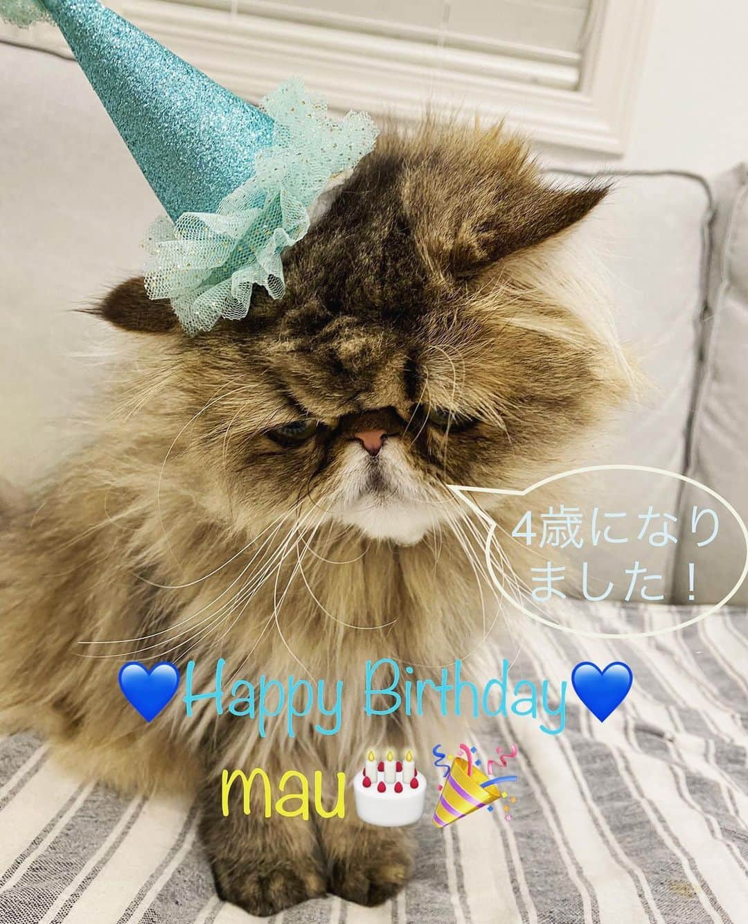 ミッシュさんのインスタグラム写真 - (ミッシュInstagram)「今日はボクの誕生日😸  #mau #4歳になりました #まだ甘えていたい  #けど #気づけば #下に2人 #何歳になっても可愛い  #甘えん坊でいいよ #お誕生日おめでとう   #misch1207s #ミッシュ #弟分  #鼻ぺちゃ #ペルシャ #ねこ#猫#cat #ねこすたぐらむ #neko #猫部 #ねこ部 #にゃんだふるらいふ #猫莫迦 #catstagram  #Exoticlonghair  #persian #exotic #catsofinstagram  #happybirthday」12月7日 18時29分 - misch1207s
